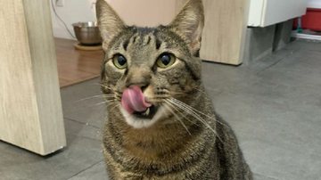 Reprodução / Instagram @miaw.gatos