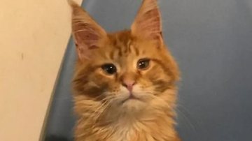 Reprodução / Redes Sociais