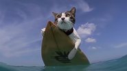 Reprodução / YouTube