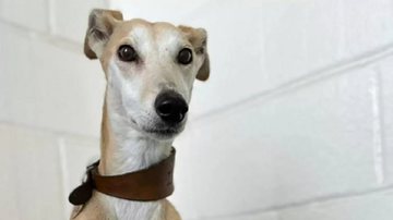RSPCA