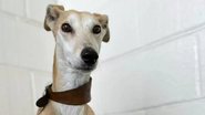 RSPCA