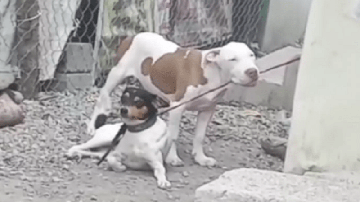 Reprodução / Redes Sociais