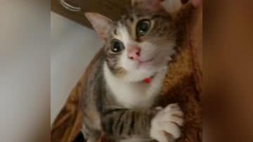 Reprodução/TikTok @onlydudaz