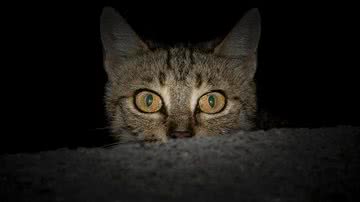 Ilustrativa / Pixabay