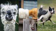 Divulgação/Animal Friends Comedy Pets