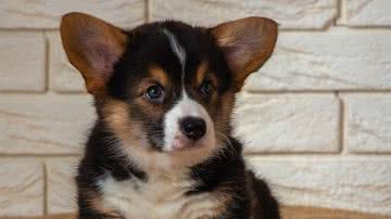 Ilustrativa / Pixabay