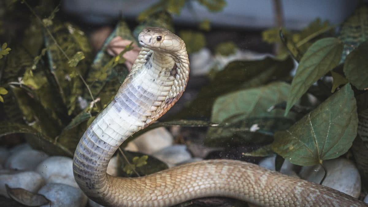 Serpentes e crianças em casa - Mundo Pet