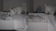 Reprodução/TikTok @4pawsand2feet
