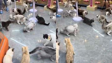 Reprodução / Redes Sociais