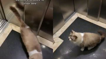 Reprodução / Redes Sociais