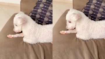 Reprodução / Redes Sociais