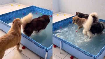 Reprodução / TikTok @hiroeoslobinhos