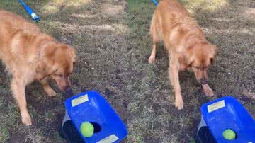 Reprodução / Redes Sociais