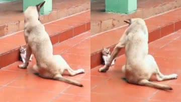 Reprodução / Twitter