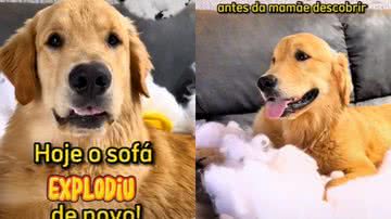 Reprodução / TikTok @hiroeoslobinhos