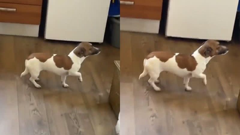 V deo Doguinho Faz n mero 2 Fora Do Lugar E Flagrado Pelo Tutor 