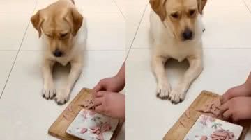 Reprodução / Instagram @adoraveisaumigos