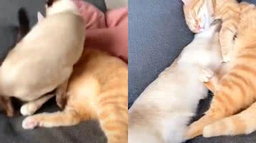 Reprodução / Redes Sociais