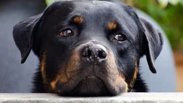 Foto Ilustrativa/Pixabay @publicdomainpictures-14