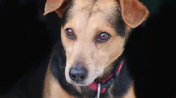 Ilustrativa / Pixabay