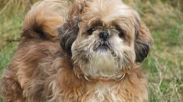 Ilustrativa / Pixabay