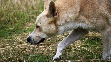 Ilustrativa / Pixabay