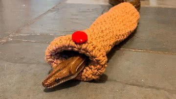 Reprodução/Instagram @sylas_snake