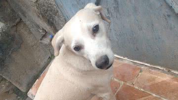 Reprodução / Twitter @oidesculpa