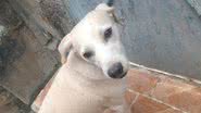 Reprodução / Twitter @oidesculpa