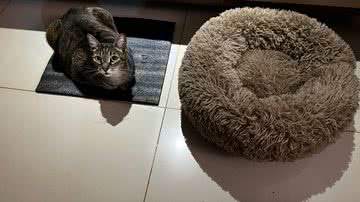 Reprodução / Twitter @erica_maciell