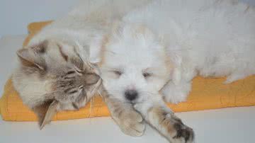 Imagem Ilustrativa/Pixabay