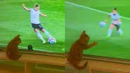 Imagem "Como um gato": Felino faz papel de goleiro e vira pet propaganda de empresa esportiva; assista