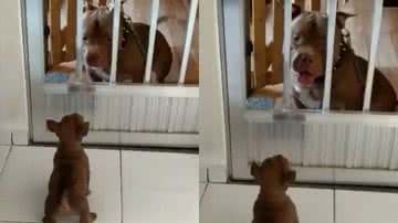 Reprodução/TikTok @laydicosta0