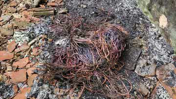 Reprodução/ PC- CE