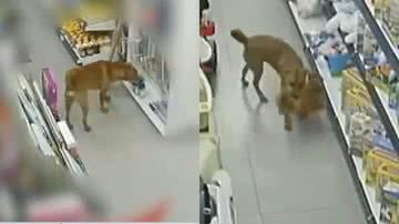 Reprodução/Youtube/SBT News