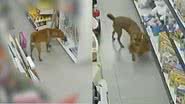 Reprodução/Youtube/SBT News