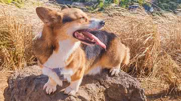 Reprodução / Twitter @PAVGOD