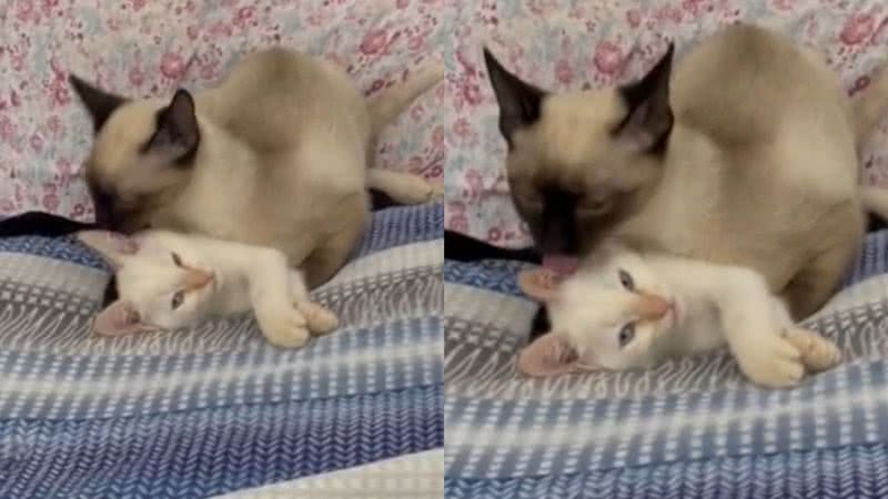 Reprodução/TikTok @sia_kirara