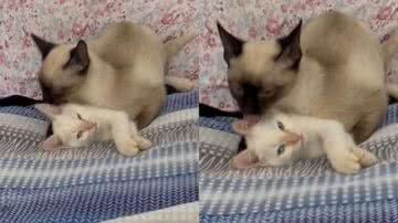 Reprodução/TikTok @sia_kirara