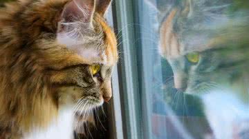 Foto Ilustrativa/Pixabay