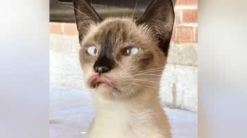 Imagem Gata com condição rara chama atenção por aparência "debochada"; saiba motivo e confira reviravolta