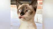 Imagem Gata com condição rara chama atenção por aparência "debochada"; saiba motivo e confira reviravolta