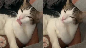 Reprodução/TikTok @gatinhos.mimados