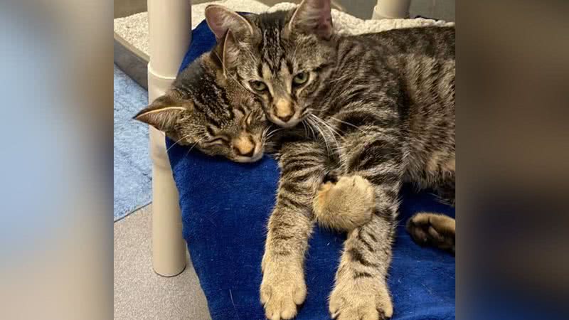 Divulgação/Jackson County Animal Shelter