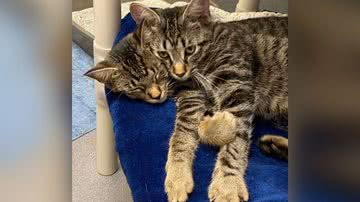 Divulgação/Jackson County Animal Shelter