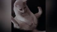 Reprodução/TikTok @ju_fernandeees
