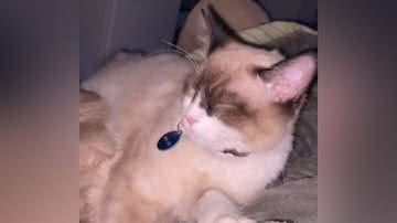 Reprodução/TikTok @bbabyms