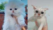 Reprodução/TikTok