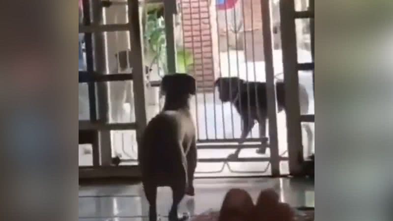 Reprodução/Twitter @memes_twittter