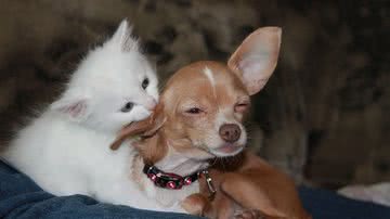 Foto Iustrativa/Pixabay